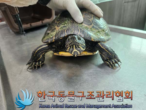 보호중 거북이의 가…
